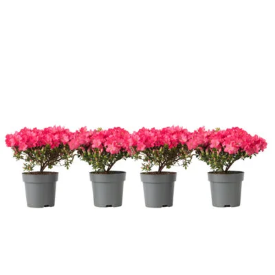 diy-220260121111356481897