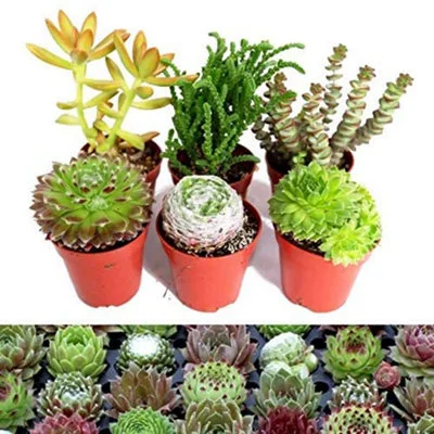 diy-420260120205351319784