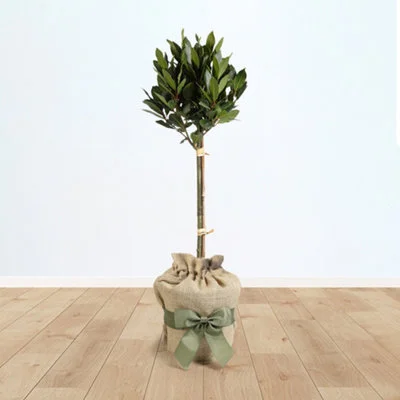 diy-420260121094815474795